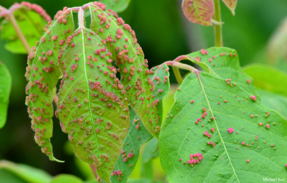 Toxicodendron radicans