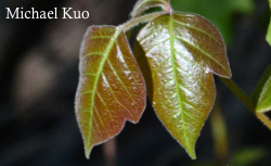 Toxicodendron radicans, poison ivy