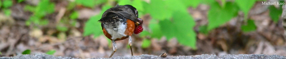 Turdus migratorius