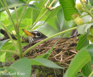 Turdus migratorius