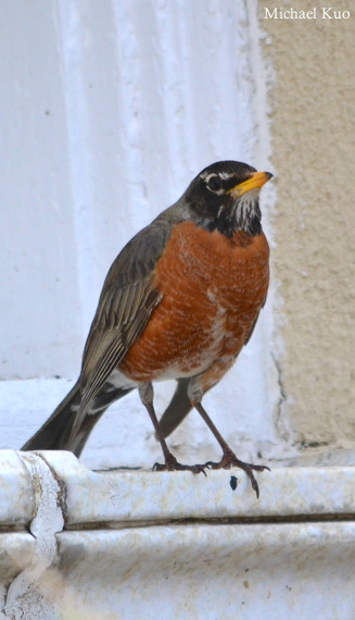 Turdus migratorius