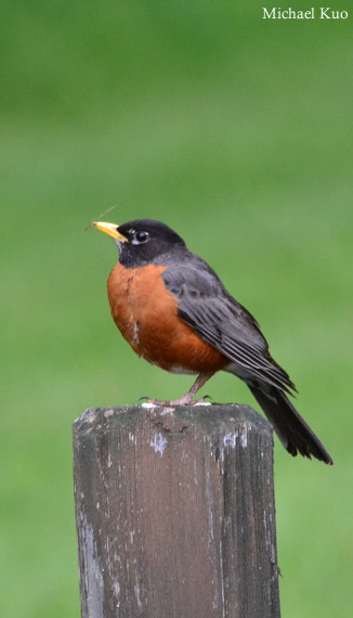 Turdus migratorius