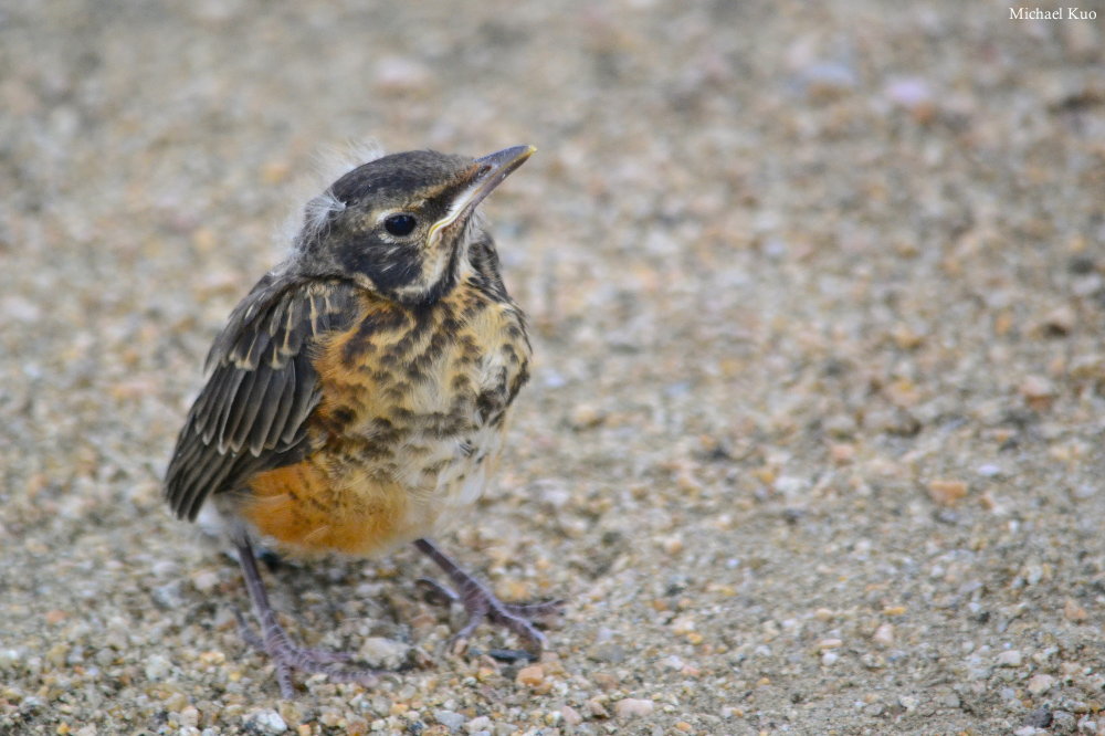 Turdus migratorius