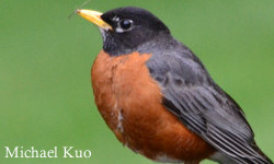 Turdus migratorius, American robin