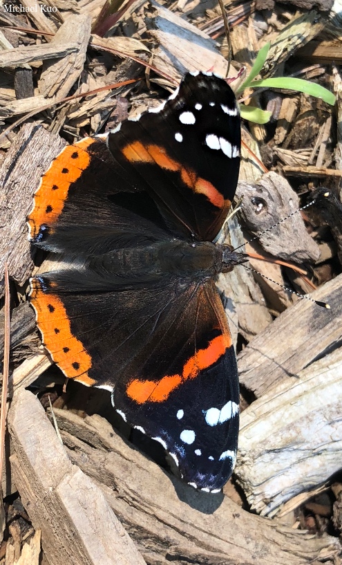 Vanessa atalanta