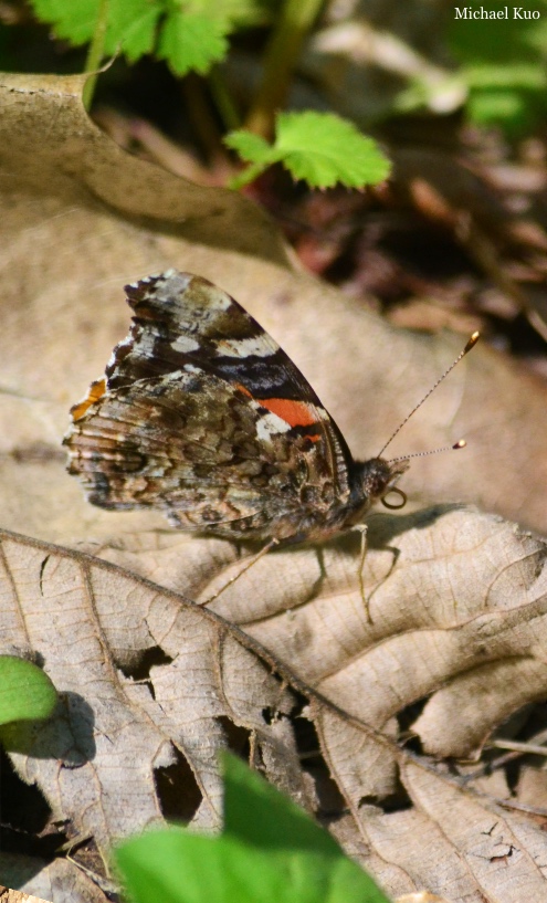 Vanessa atalanta