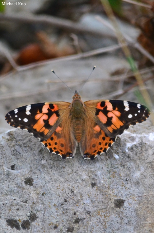 Vanessa cardui