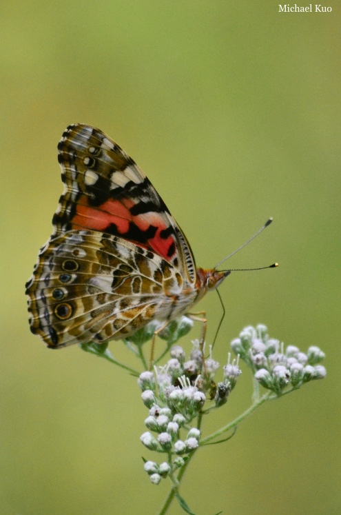 Vanessa cardui