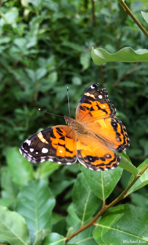 Vanessa virginiensis