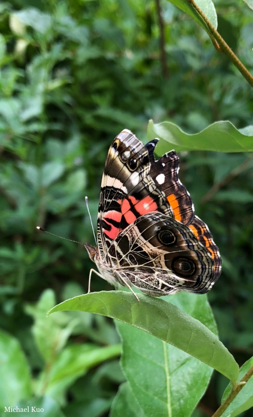 Vanessa virginiensis