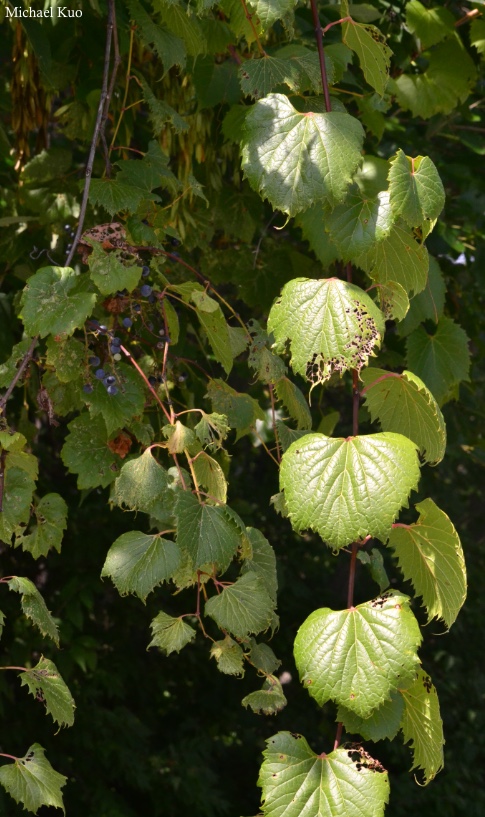Vitis riparia