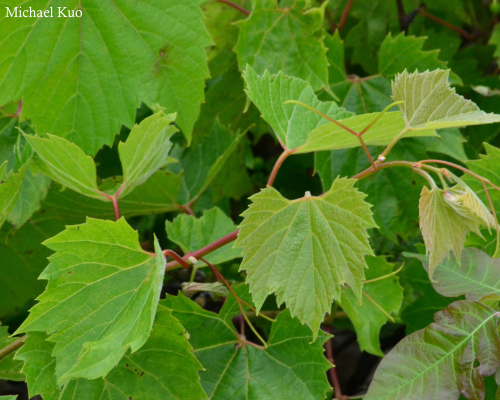 Vitis riparia