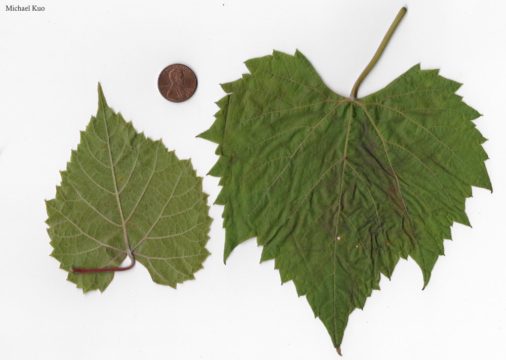 Vitis riparia