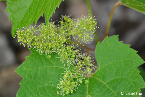 Vitis riparia
