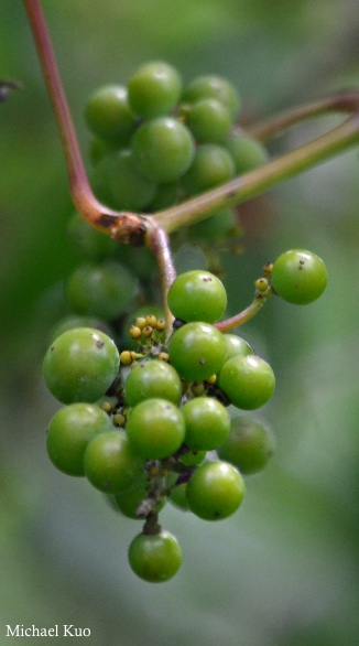 Vitis riparia