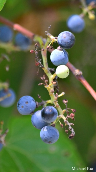 Vitis riparia