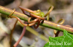 Vitis riparia, riverbank grape